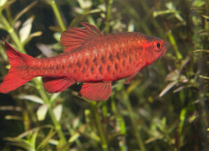 barbo cereza rojo