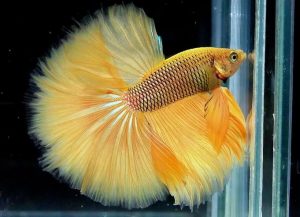 betta macho halfmoon yellow pineapple