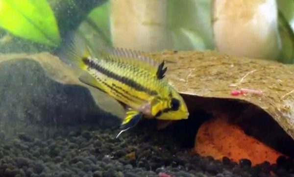 apistogramma cacatuoide female hembra