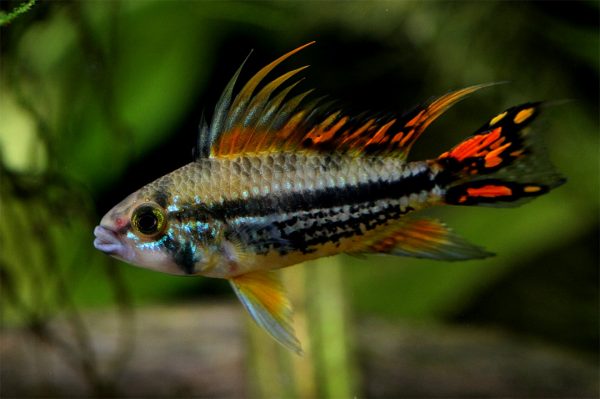 apistogramma cacatuoide