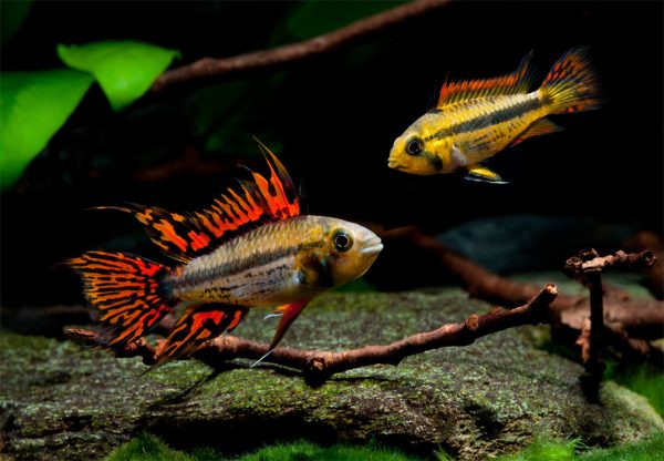 apistogramma cacatuoide pair pareja