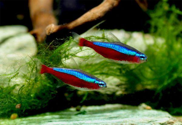 cardenal tetra paracheirodon axelrodi