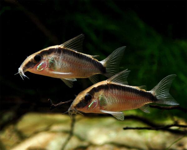 Corydora Arcuatus