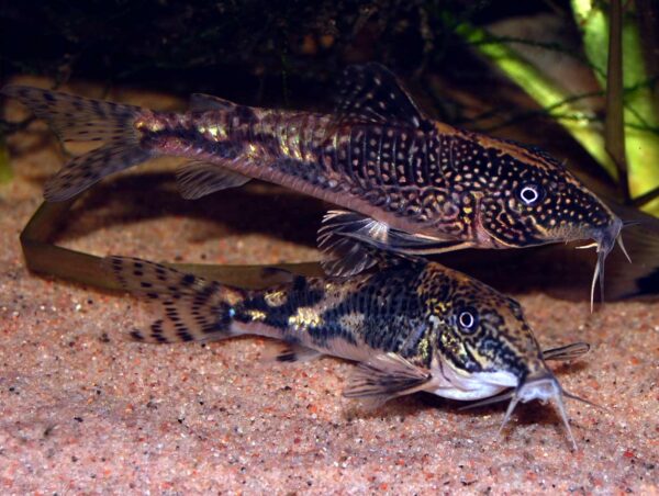 Corydora Barbatus