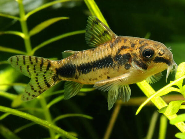 corydora enana habrosus