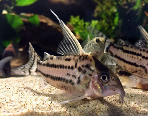 corydora schwartzii