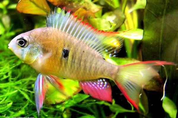 Mikrogeophagus altispinosus