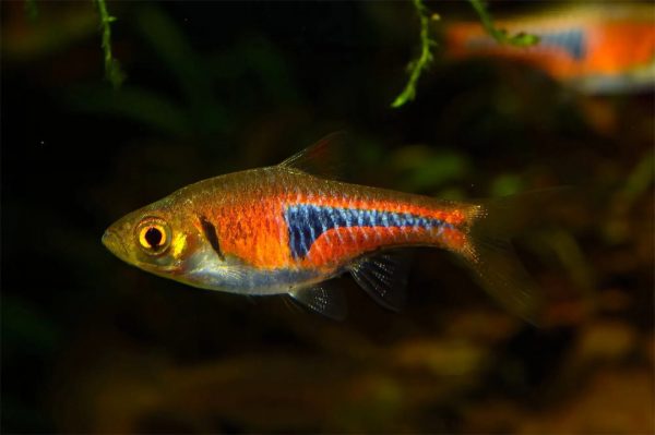 rasbora espei