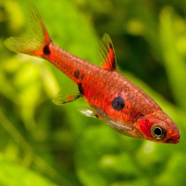 rasbora maculatus maculata