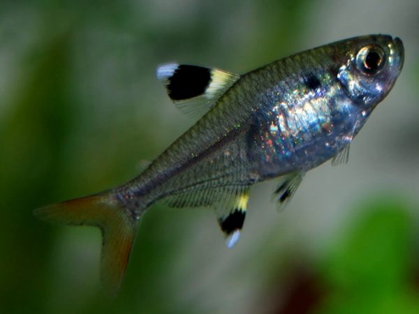 tetra jilguero pristella