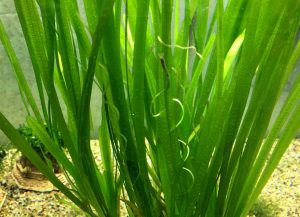 vallisneria spiralis