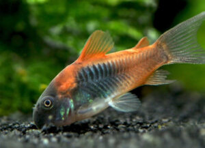 corydora orange venezuela
