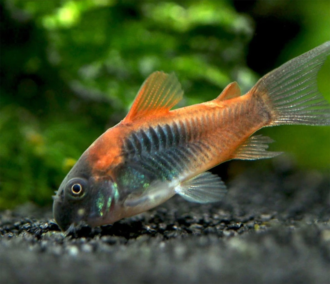 corydora orange venezuela