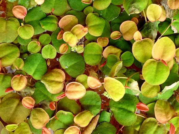 phyllanthus fluitans red