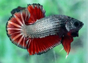 betta hembra red copper dragon