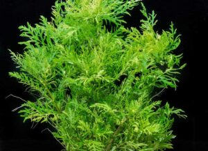 hygrophila difformis