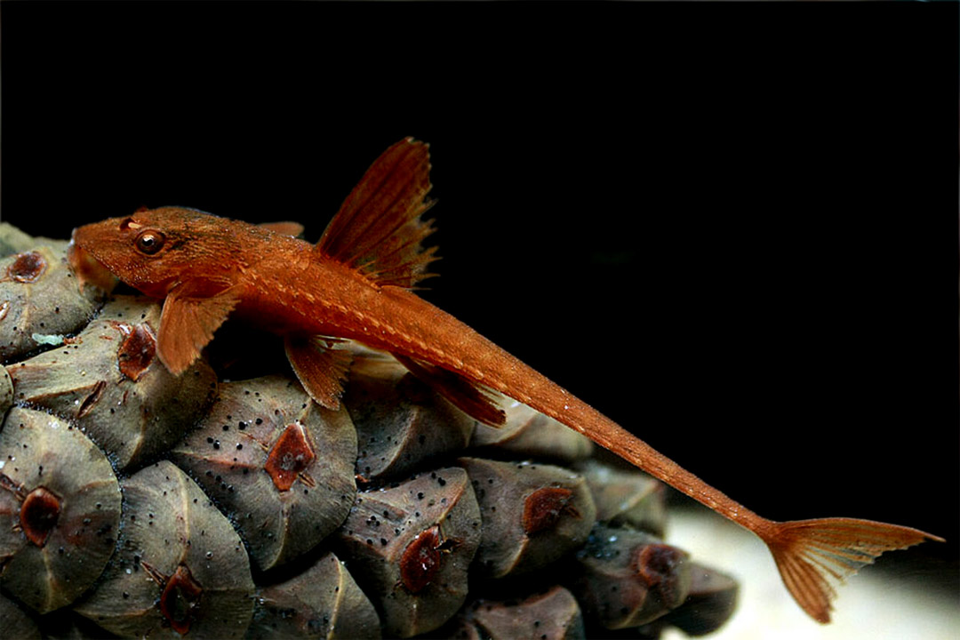 loricaria red