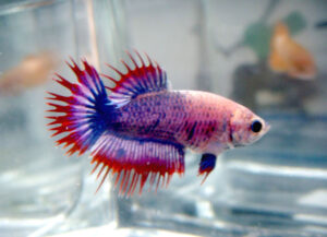 betta hembra female crowntail thay flag