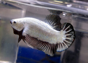 betta macho black dragon short tail plakat