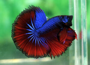 betta macho halfmoon blue fire