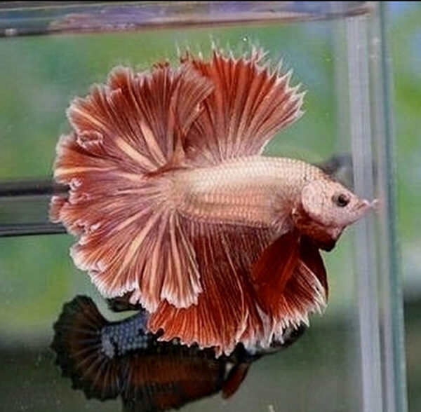 betta macho male halfmoon red platinum