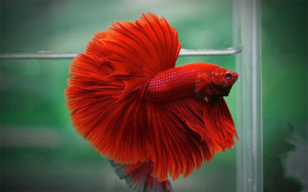 betta macho halfmoon super red