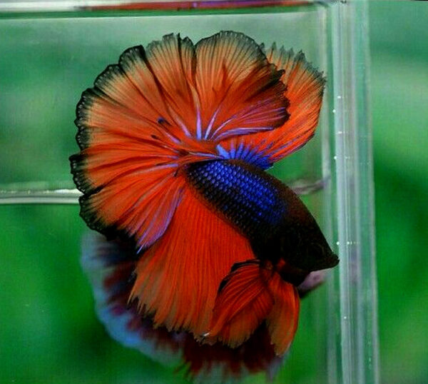 betta macho rosetail blue fire