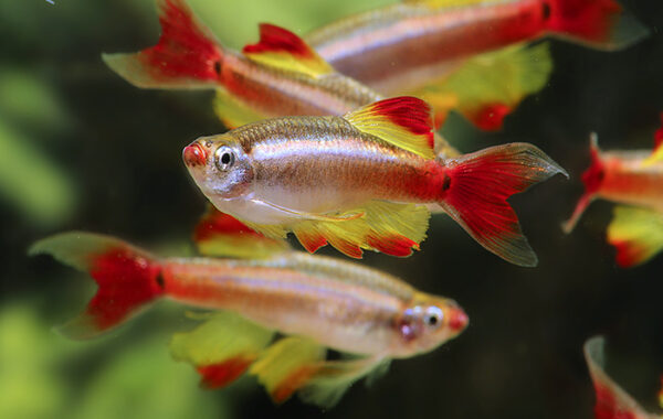 tanichthys albonubes velo veil