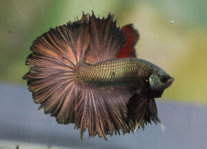 betta macho halfmoon copper