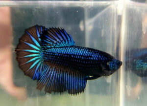 betta hembra halfmoon black orchid green