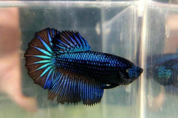 betta hembra halfmoon black orchid green