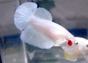 betta female halfmoon white opaque