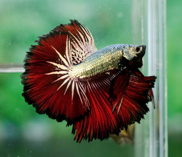 Betta macho Rosetail Red Copper Dragon