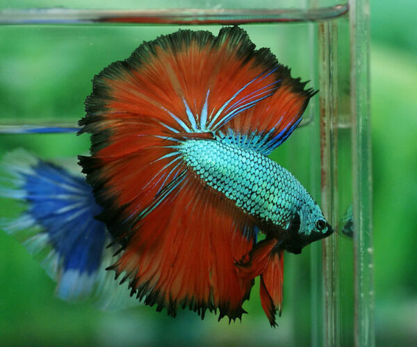 betta macho rosetail green fire dragon