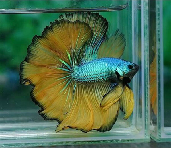 betta macho rosetail mustard gas dragon