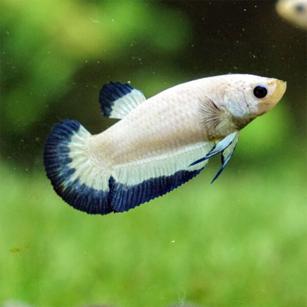 betta hembra female blue rim