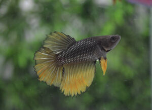 betta hembra halfmoon yellow copper