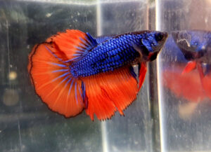 betta hembra female blue fire dragon