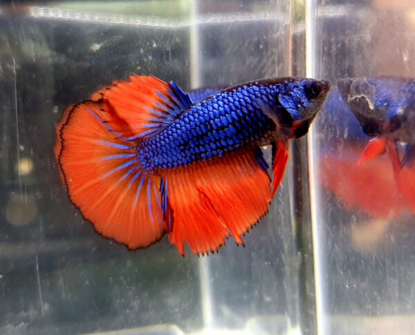 betta hembra female blue fire dragon