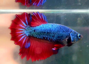 Betta hembra rosetail green fire dragon