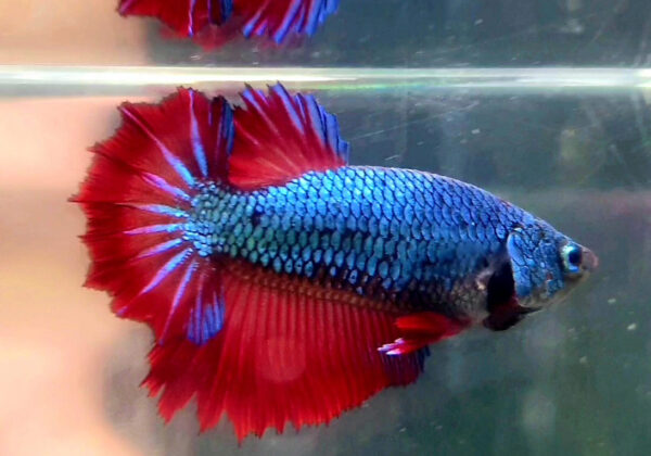 Betta hembra rosetail green fire dragon