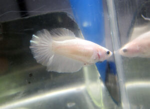 betta hembra Halfmoon Platinum