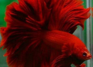 betta macho rosetail super red