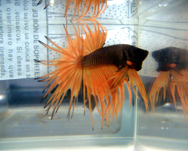 betta macho crowntail orange chocolat