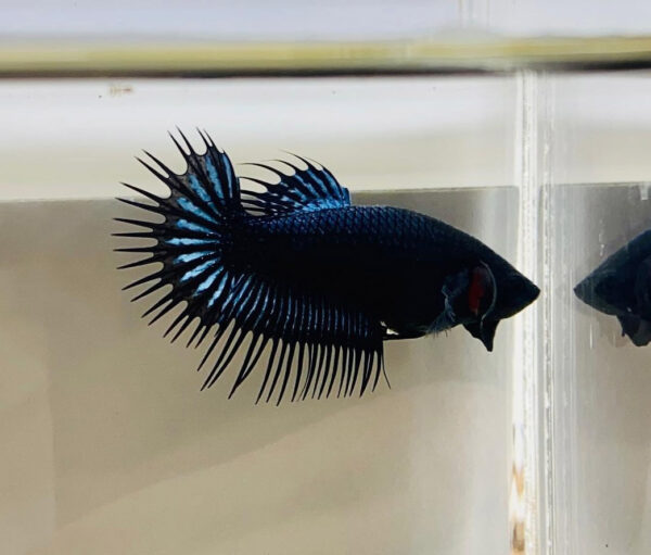 betta hembra crowntail black orchid