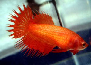 betta hembra crowntail orange