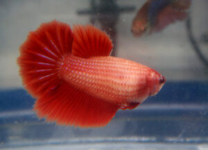 betta hembra rosetail cambodian