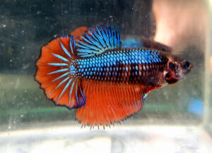 betta hembra rosetail green fire