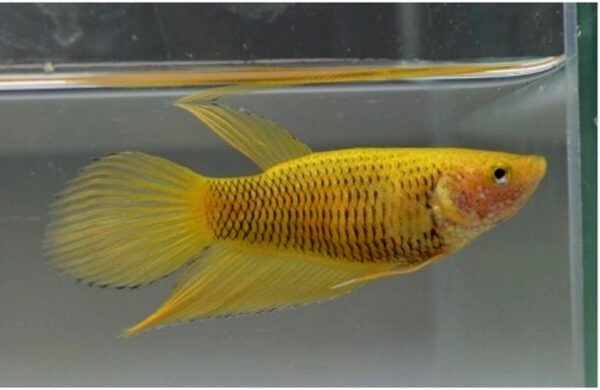 betta hembra veiltail yellow pineapple