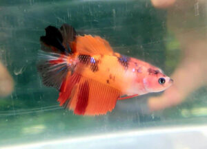 betta hembra nemo longtail